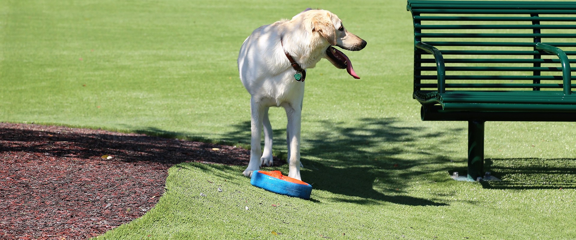 pet artificial grass being used by dog on pet turf and dog turf in miami